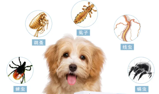 狗狗驱虫出来的什么虫子
