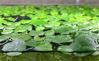 鱼缸里放浮萍水草好吗