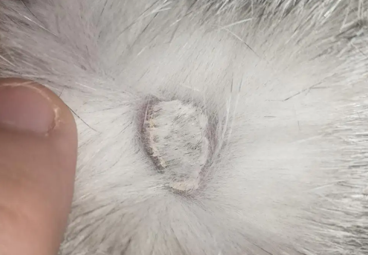 猫咪背上皮下长了肿块,一定要注意!-宠物网
