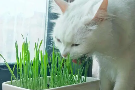 猫草是干啥用的