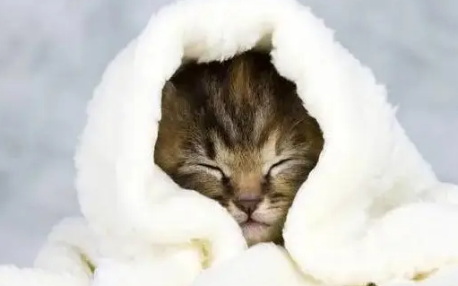 猫咪咳嗽喘吃什么药 猫咪咳嗽喘吃什么药