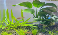 小鱼缸适合养什么水草