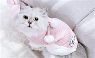 猫爬到床上会很脏吗