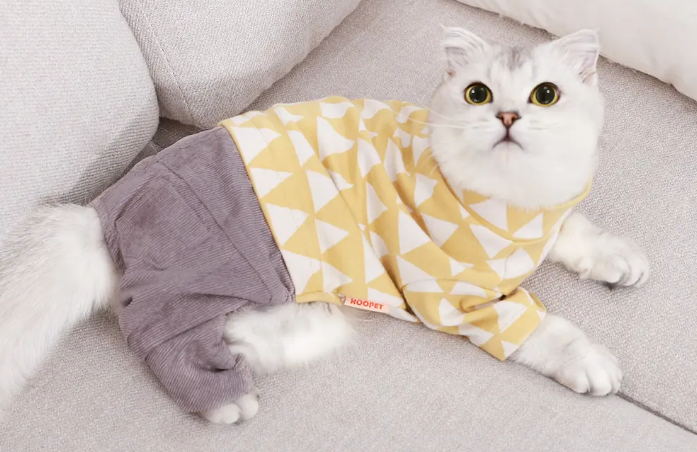 女性养公猫还是母猫好
