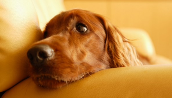 新犬到家注意事项有哪些？宠主不可大意！