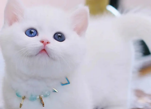 一只小矮脚猫多少钱
