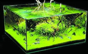 适合室内鱼缸水草品种介绍 适合室内鱼缸水草品种介绍