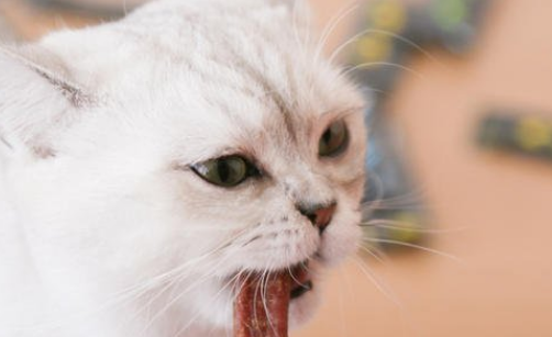 猫为什么喜欢猫条