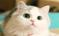 怎么让猫在车上安静?这里有答案