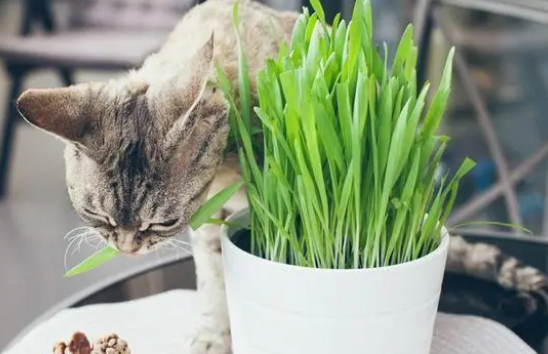 猫草就是小麦草吗