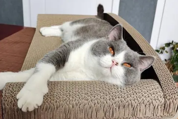 什么材质的猫抓板好 什么材质的猫抓板好