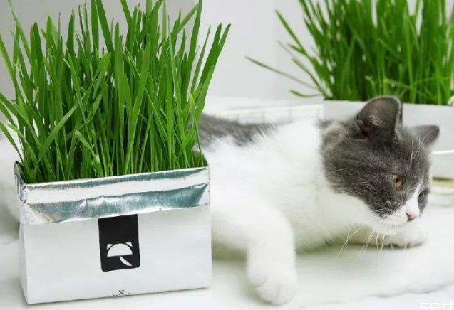 猫草片的作用 猫草片的作用
