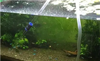 鱼缸种上水草怎么换水