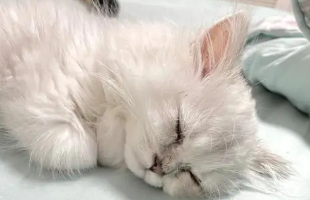 猫冬天睡猫窝会不会冷?你知道吗? 猫冬天睡猫窝会不会冷?你知道吗?