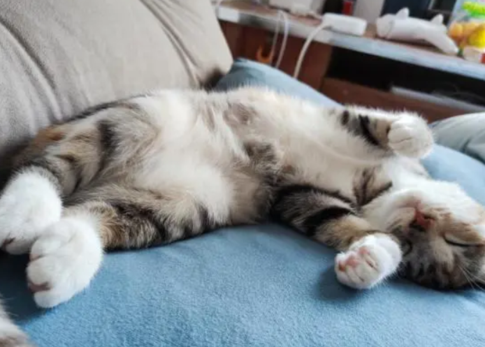 猫肚皮朝上睡觉是什么意思？有没有想get的！