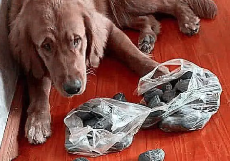 狗狗遛弯刨出黄色石头,哭喊着要带回家,识货网友称价值500万 狗狗遛弯刨出黄色石头,哭喊着要带回家,识货网友称价值500万