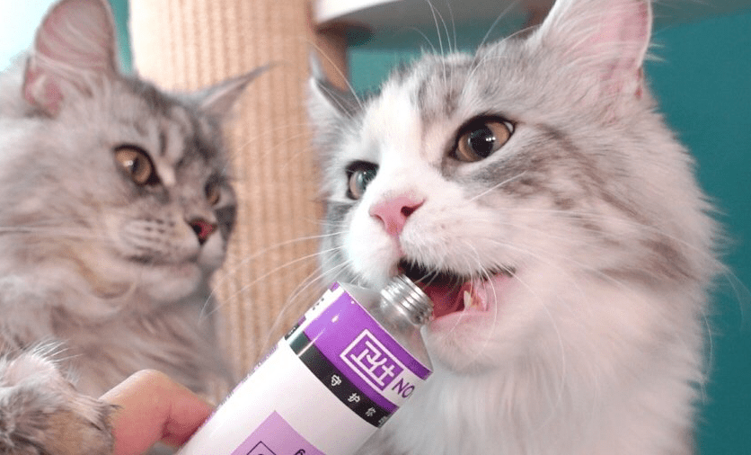 猫草片好还是化毛膏好