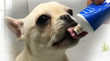 幼犬营养膏什么牌子好