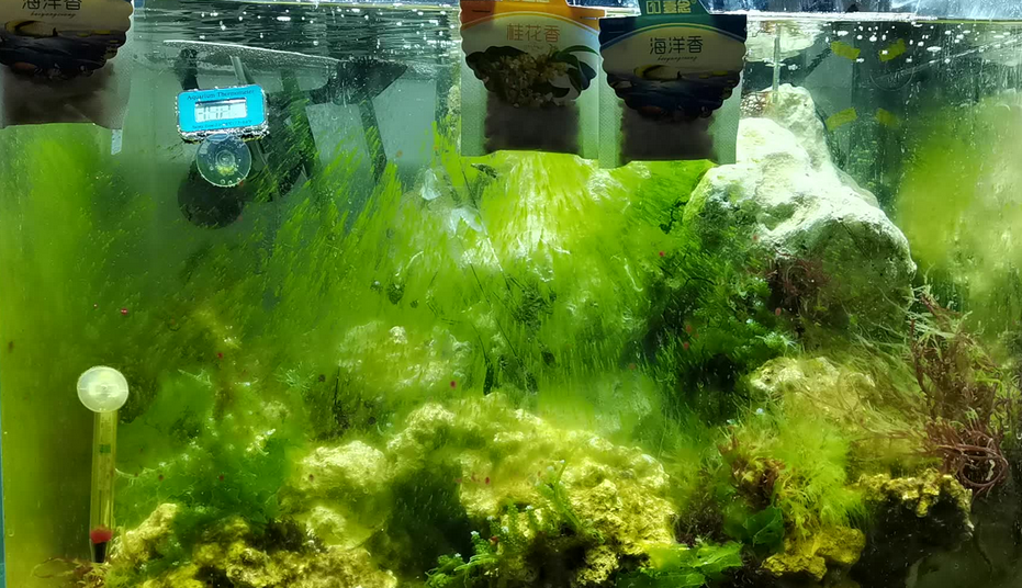 鱼缸水草绿藻怎么去除