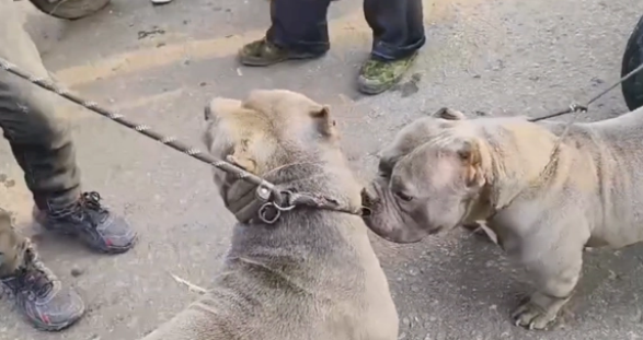 近两万买的恶霸犬,结果8000都难卖 近两万买的恶霸犬,结果8000都难卖