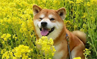 抖音开饭啦好多狗账号