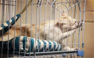 猫第一次关笼子要注意什么,来看这!