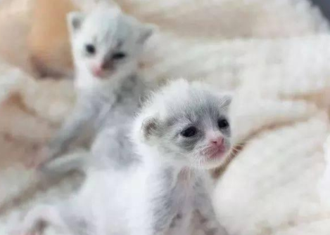 义工收养后脚畸形小奶猫,长大后,网友惊叹! 义工收养后脚畸形小奶猫,长大后,网友惊叹!