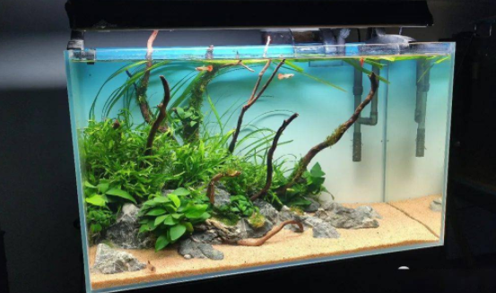 草缸需要换水吗