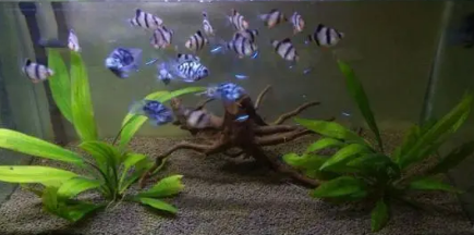 保持鱼缸水清澈的方法 保持鱼缸水清澈的方法