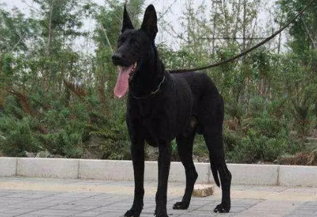 黑狼犬咬人吗？新手铲屎官可以看看~