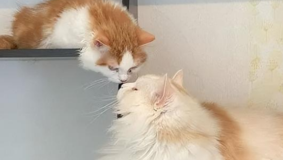两只猫为什么闻对方鼻子？一起来看看原因吧。