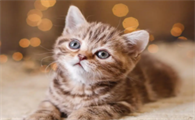 猫为什么晚上会起来看人？具体要看这些～