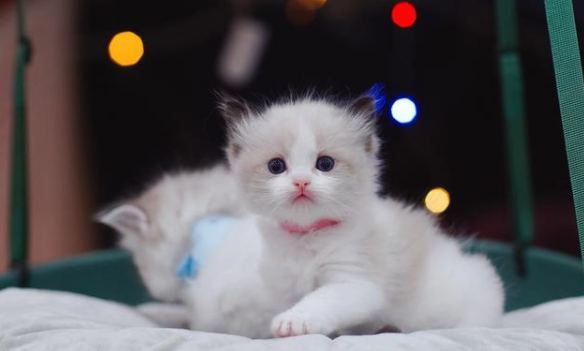 科普一下，猫为什么要猫砂？而狗却不用呢？