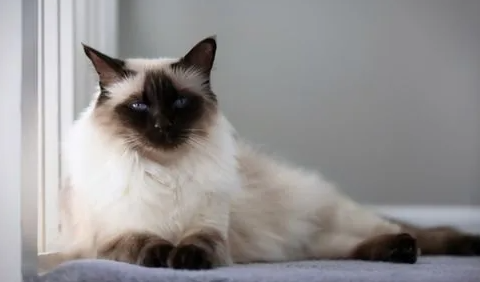 科普一下,巴厘猫性格怎样? 科普一下,巴厘猫性格怎样?