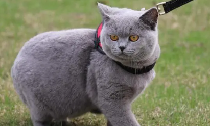 英短都是矮脚猫吗 英短都是矮脚猫吗