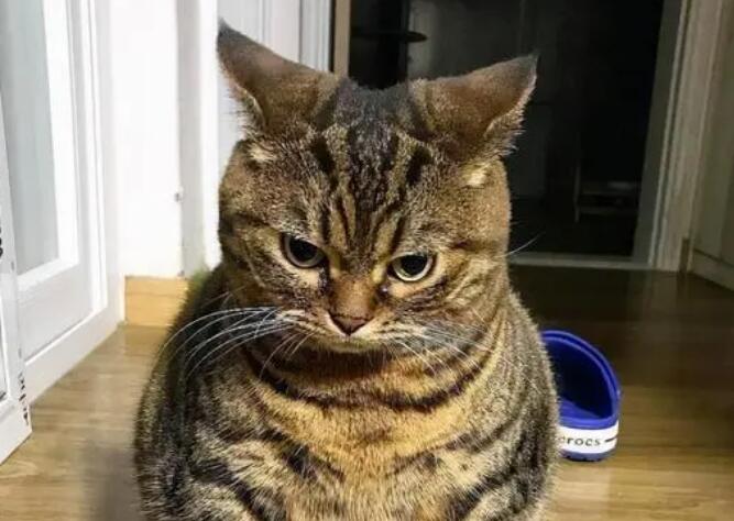 狸花猫是田园猫吗？本文可以替你解答