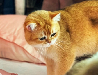 猫咪可以坐高铁吗？这篇文章有答案！