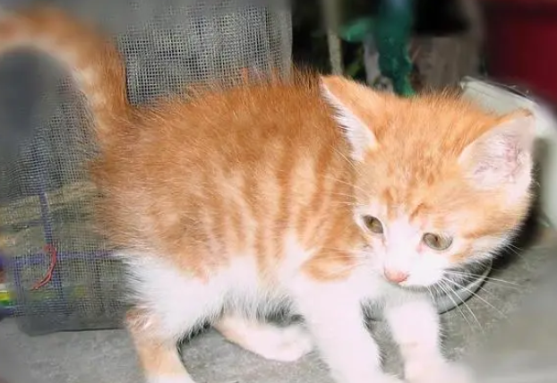 不同品种猫咪都有很多种毛色,黄白色不仅仅出现在中华田园猫身上,英短