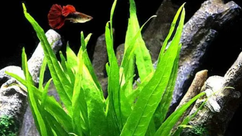 鱼缸漂浮水草有哪几种