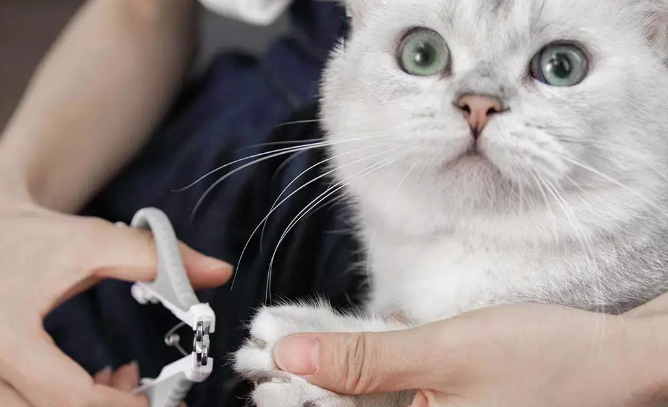 猫咪的指甲剪多少合适