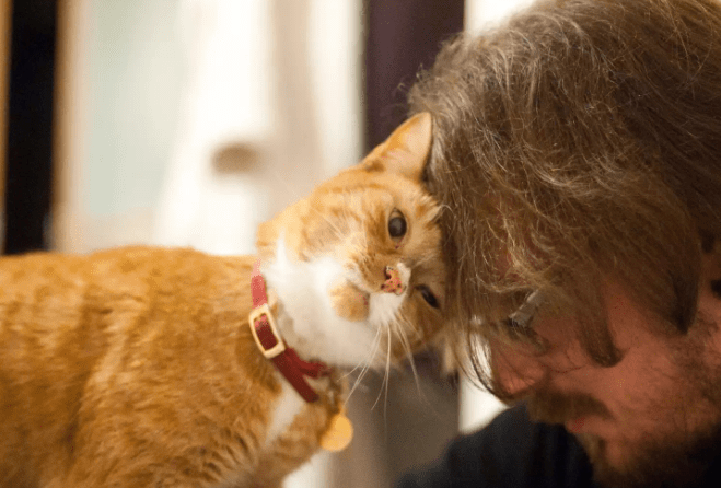 陌生猫咪主动蹭你代表什么？可能是喜欢你
