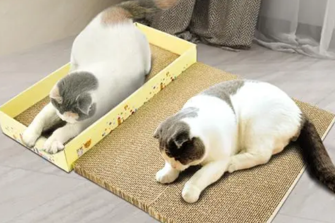 猫必须用猫抓板吗 猫必须用猫抓板吗