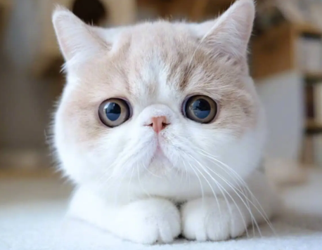 猫咪检疫证明怎么办理?看这篇文章 猫咪检疫证明怎么办理?看这篇文章