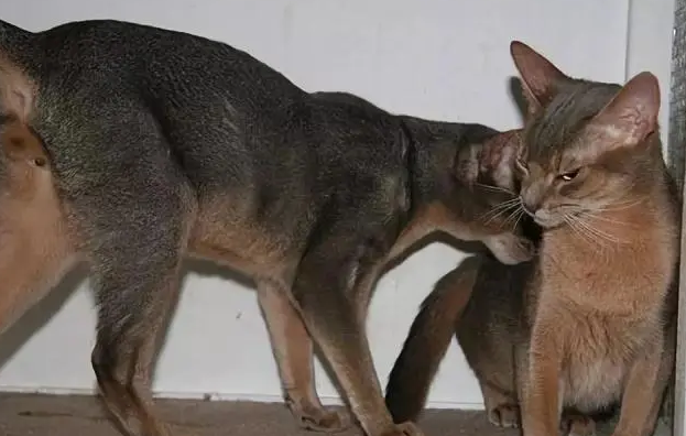 公猫对母猫感兴趣的表现，一起来了解一下！