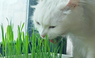 猫草要长几天可以吃