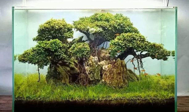 鱼缸水草种植方法