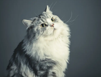 猫咪为什么这么会吃?不知道的来看看! 猫咪为什么这么会吃?不知道的来看看!