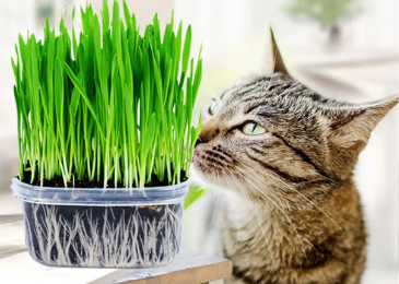 猫草又叫什么 猫草又叫什么