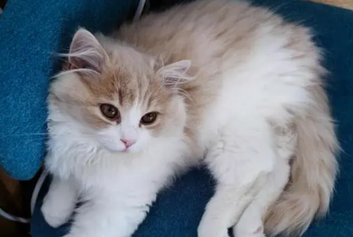 高地猫优缺点
