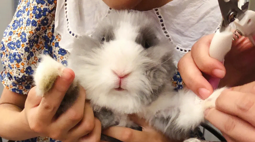 宠物兔子要剪指甲吗